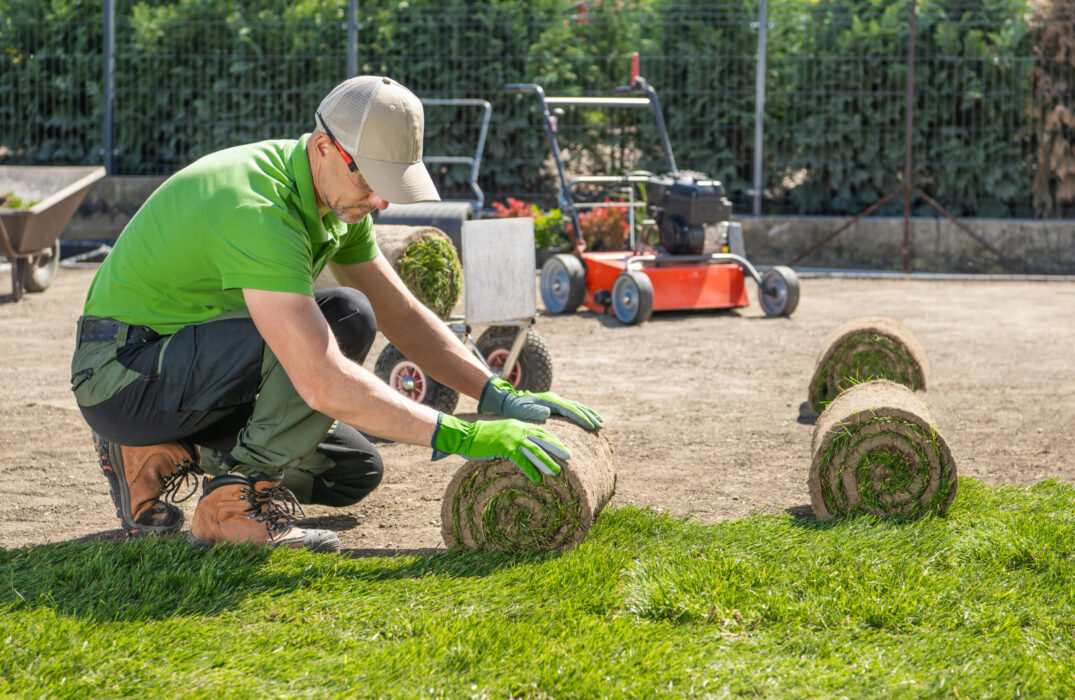 Gardener Laying Down Grass Roll in His Client Backyard Caucasian landscaping worker is laying turf grass on a lawn.