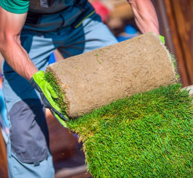 grass-turfs-garden-work-2026-01-08-22-36-19-utc grass-turfs-garden-work-2026-01-08-22-36-19-utc