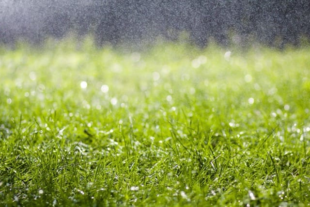 green-fresh-grass-with-falling-drops-of-morning-ra-2026-03-15-23-35-00-utc Średni green-fresh-grass-with-falling-drops-of-morning-ra-2026-03-15-23-35-00-utc Średni