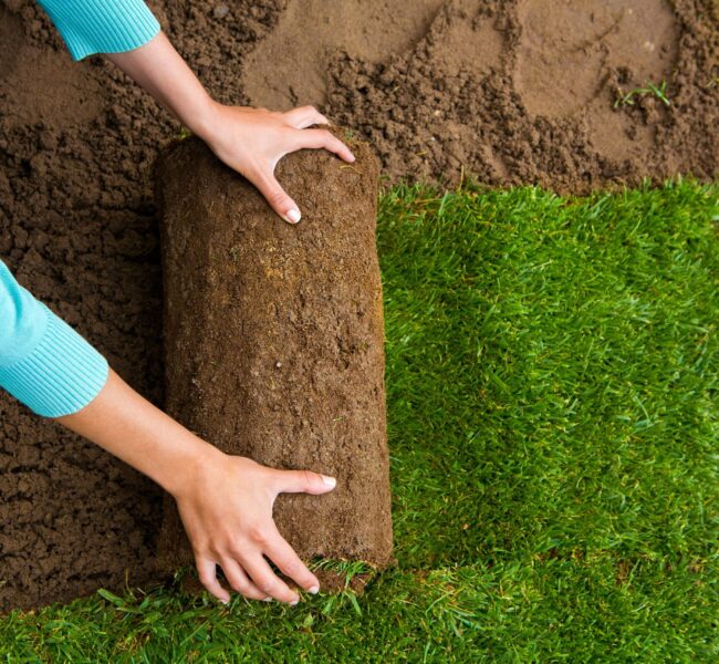 lawned-garden-2026-03-17-17-46-57-utc