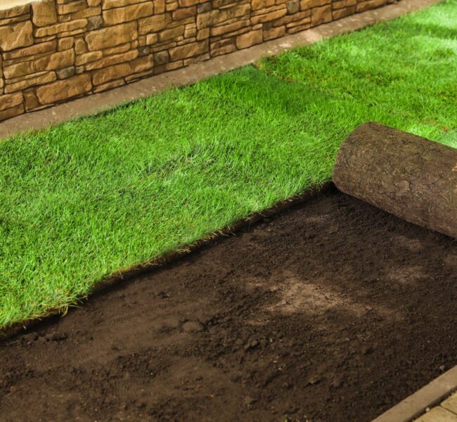 laying-grass-sods-at-backyard-home-landscaping-2026-01-19-17-36-38-utc laying-grass-sods-at-backyard-home-landscaping-2026-01-19-17-36-38-utc