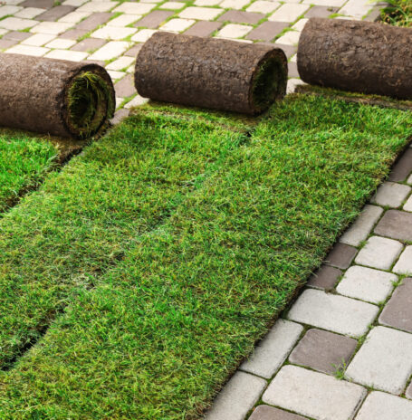 Many grass sods on pavement in backyard Many grass sods on pavement in backyard