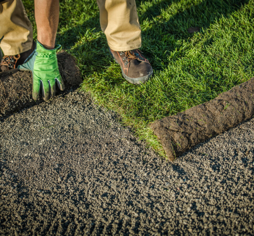 Residential Lawn Grass Installation From Rolls. Caucasian Gardener Installing Brand New Natural Grass Turfs. Gardening Theme.