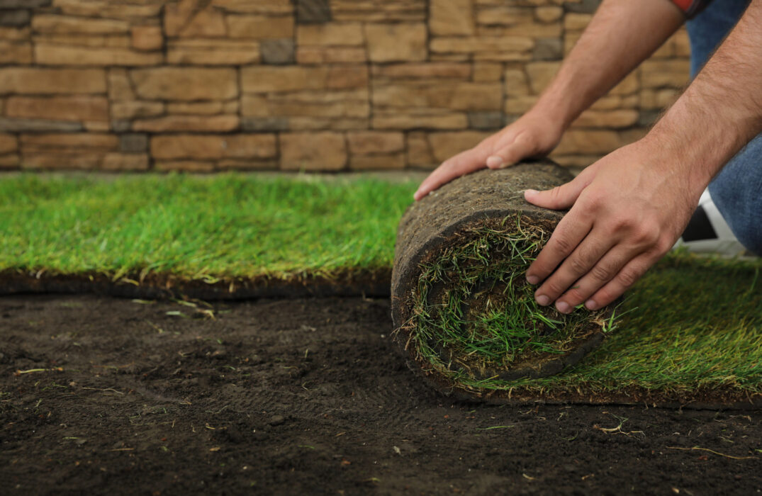 Young man laying grass sod on ground at backyard, closeup. Space Young man laying grass sod on ground at backyard, closeup. Space for text