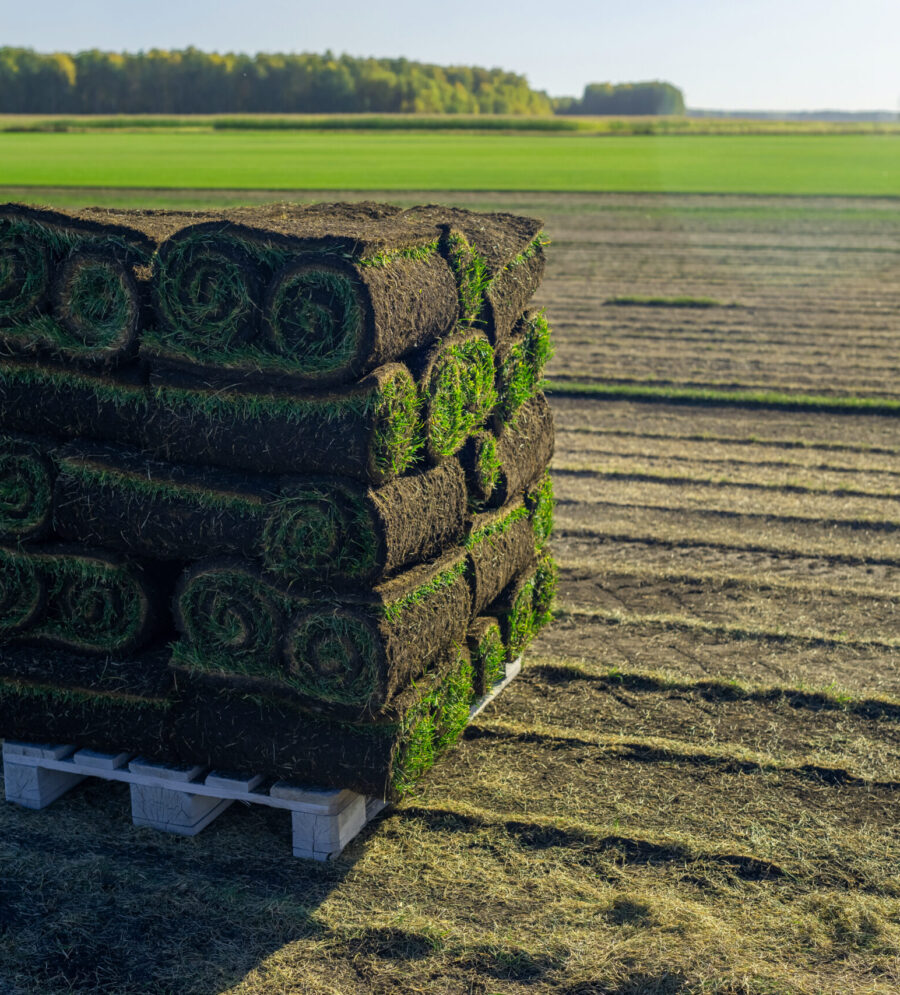 Freshly Harvested Turf Rolls Have Been Carefully Arranged on a Wooden Pallet for Sale A stack of vibrant green turf rolls, freshly prepared, is now ready for various landscaping projects in the countryside