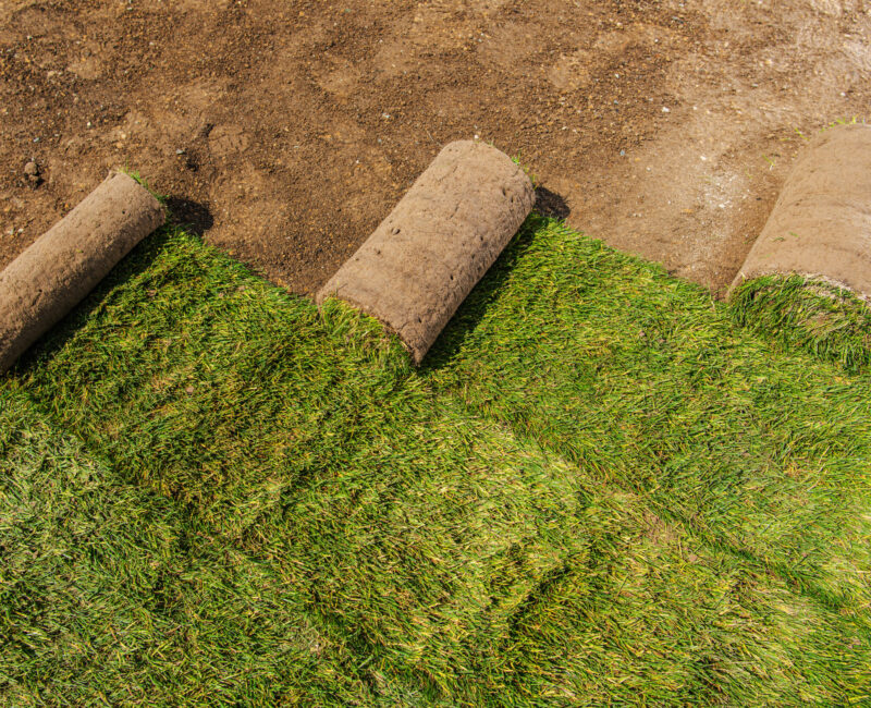 Roll of Natural Grass Turfs Rolls Few Roll of Natural Grass Turfs Rolls Being Installed in the Residential Garden. Gardening and Landscaping Industry Theme.
